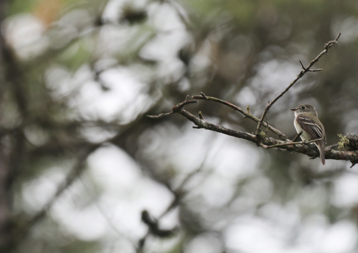 Least Flycatcher - cliff utech