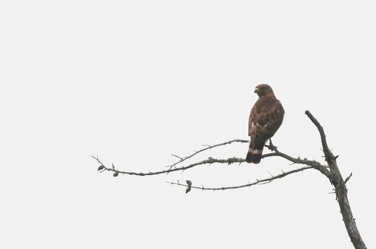 Broad-winged Hawk - ML584804281