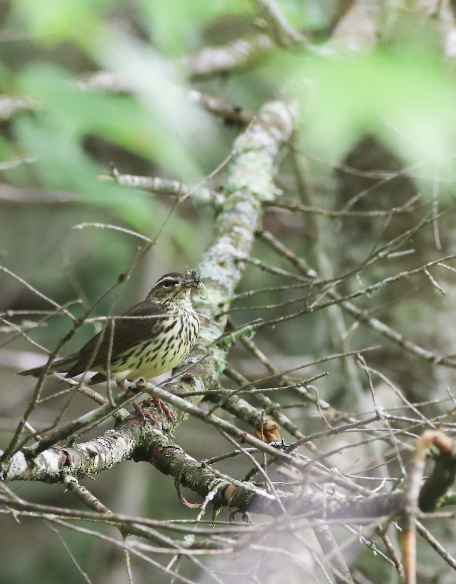 Northern Waterthrush - ML584804371