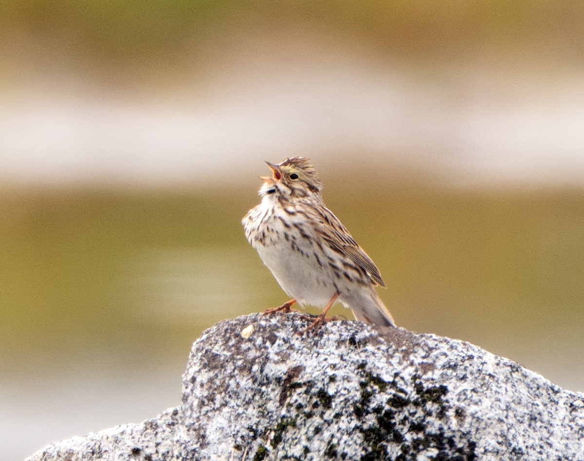 Savannah Sparrow - ML584805281