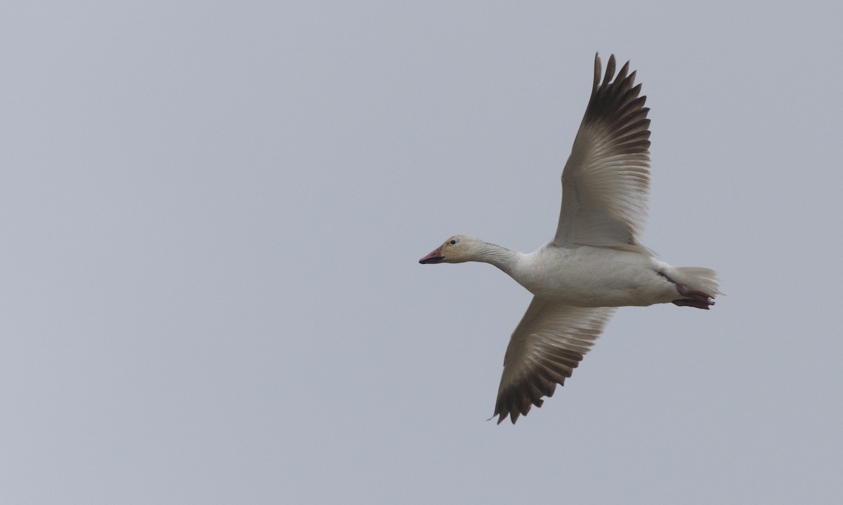 Snow Goose - Zak Pohlen