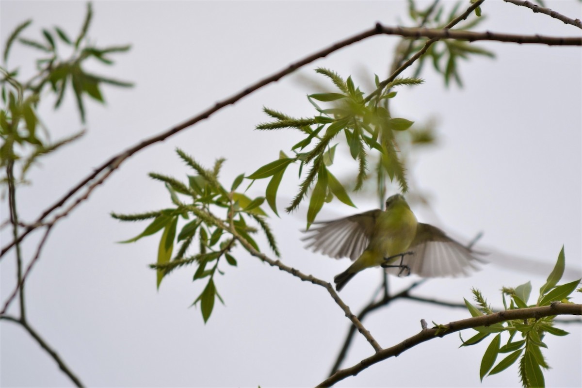 Vireo de Filadelfia - ML584805791