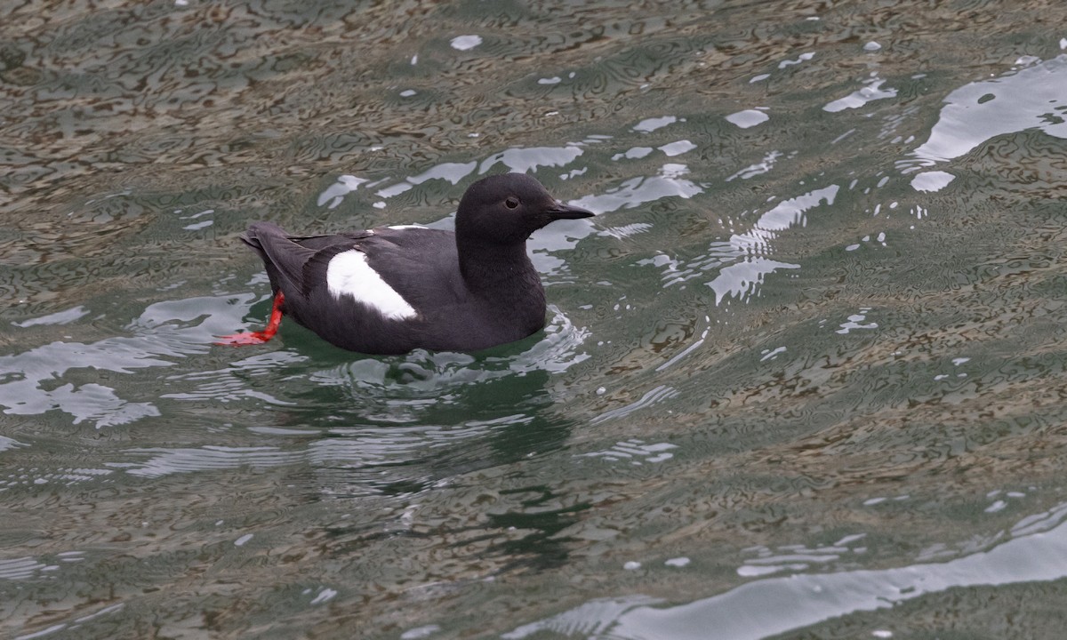 Pigeon Guillemot - ML584806801