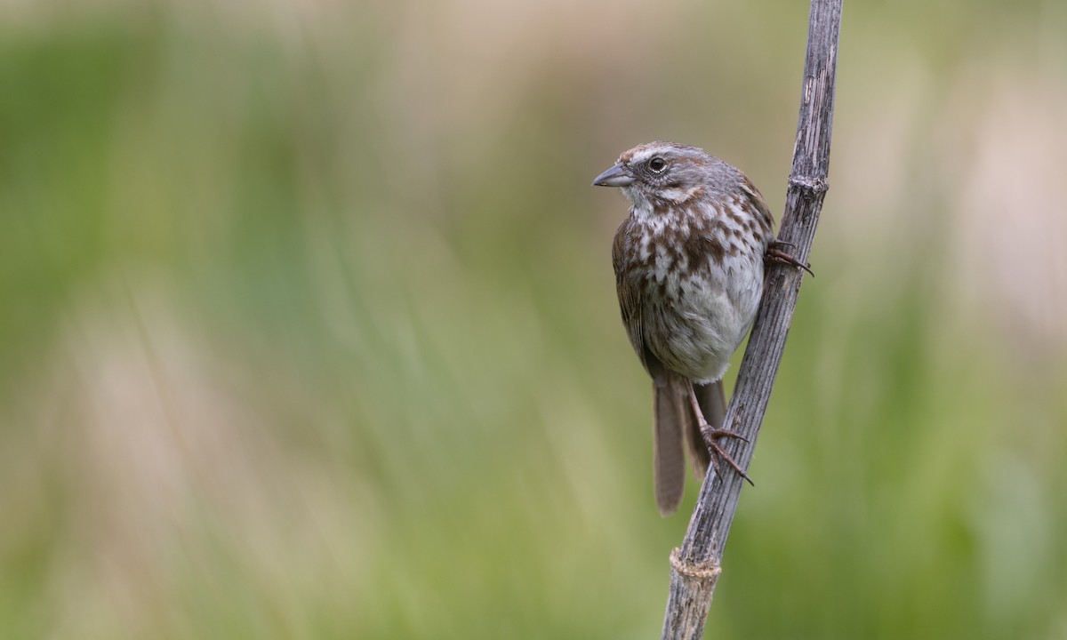 Song Sparrow (sanaka/maxima) - Zak Pohlen