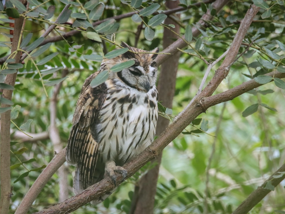 Striped Owl - ML584807001