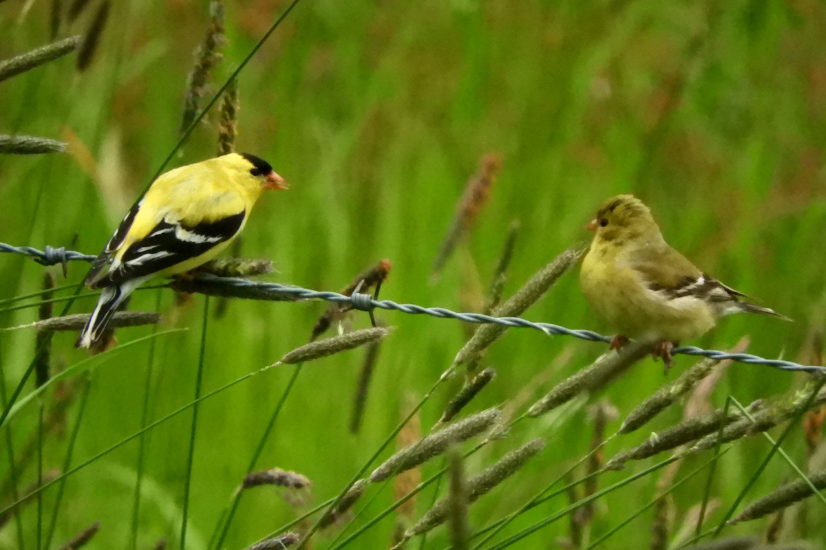 American Goldfinch - ML58480771