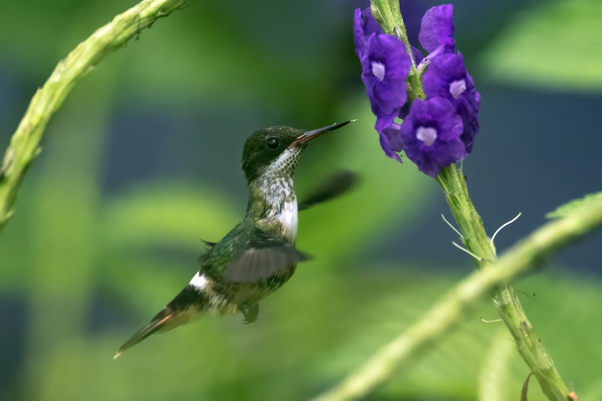 White-crested Coquette - Laurel Rivers
