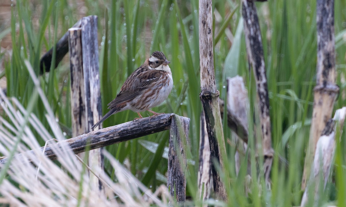 Rustic Bunting - ML584808171