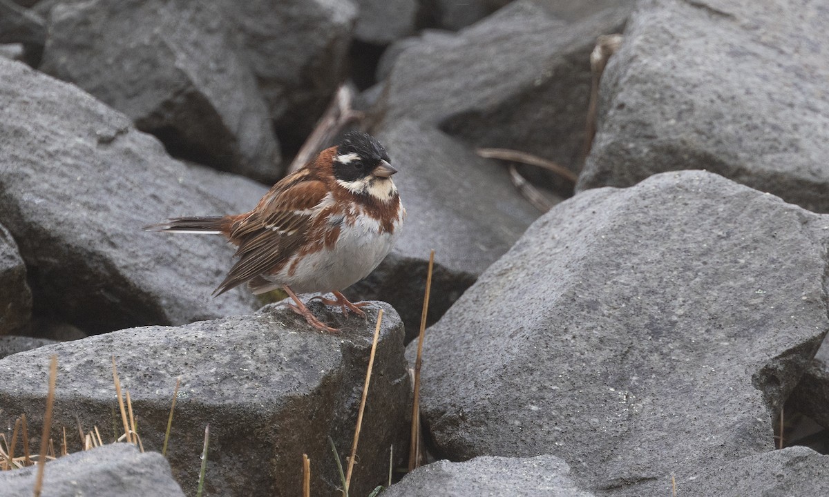 Rustic Bunting - Zak Pohlen