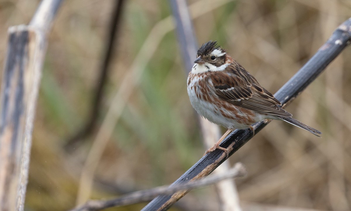 Rustic Bunting - ML584808711