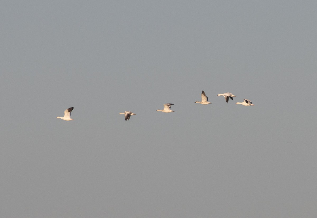 Snow Goose - ML584808861