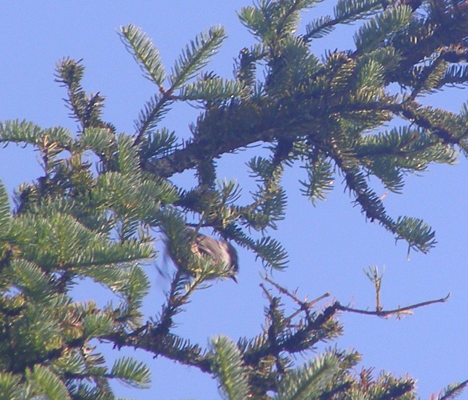 Boreal Chickadee - ML584809461