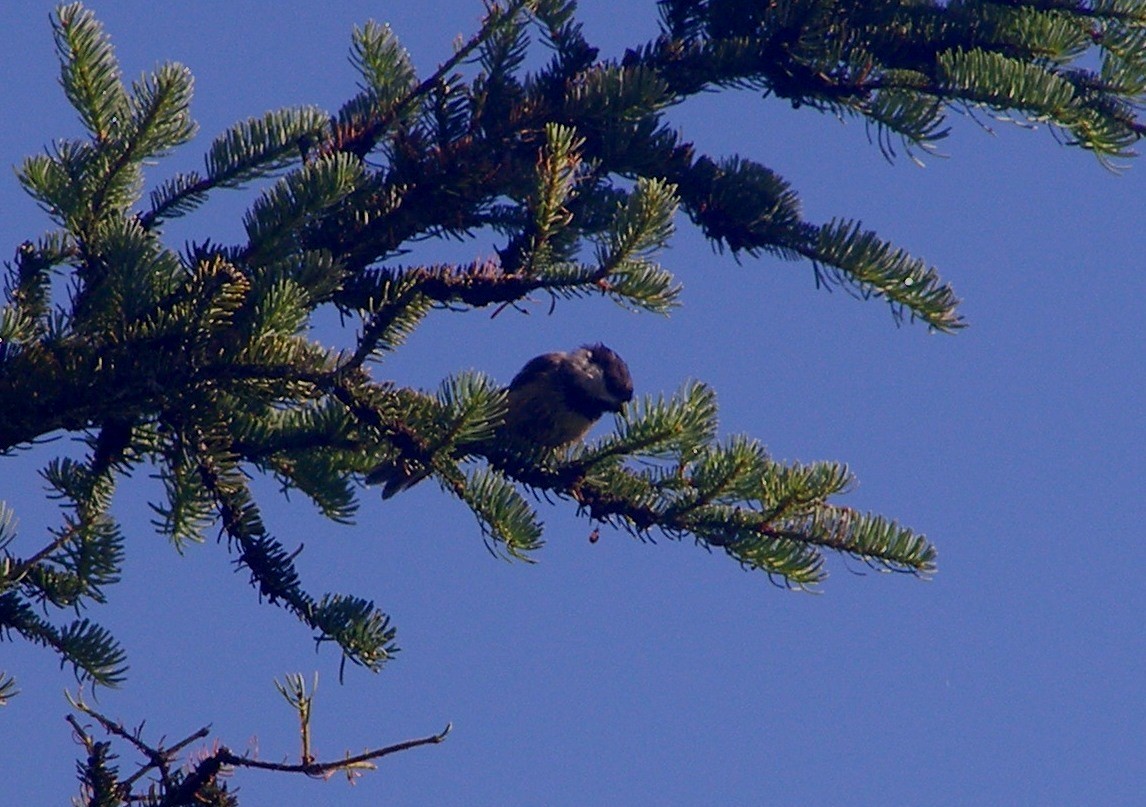 Boreal Chickadee - ML584809471