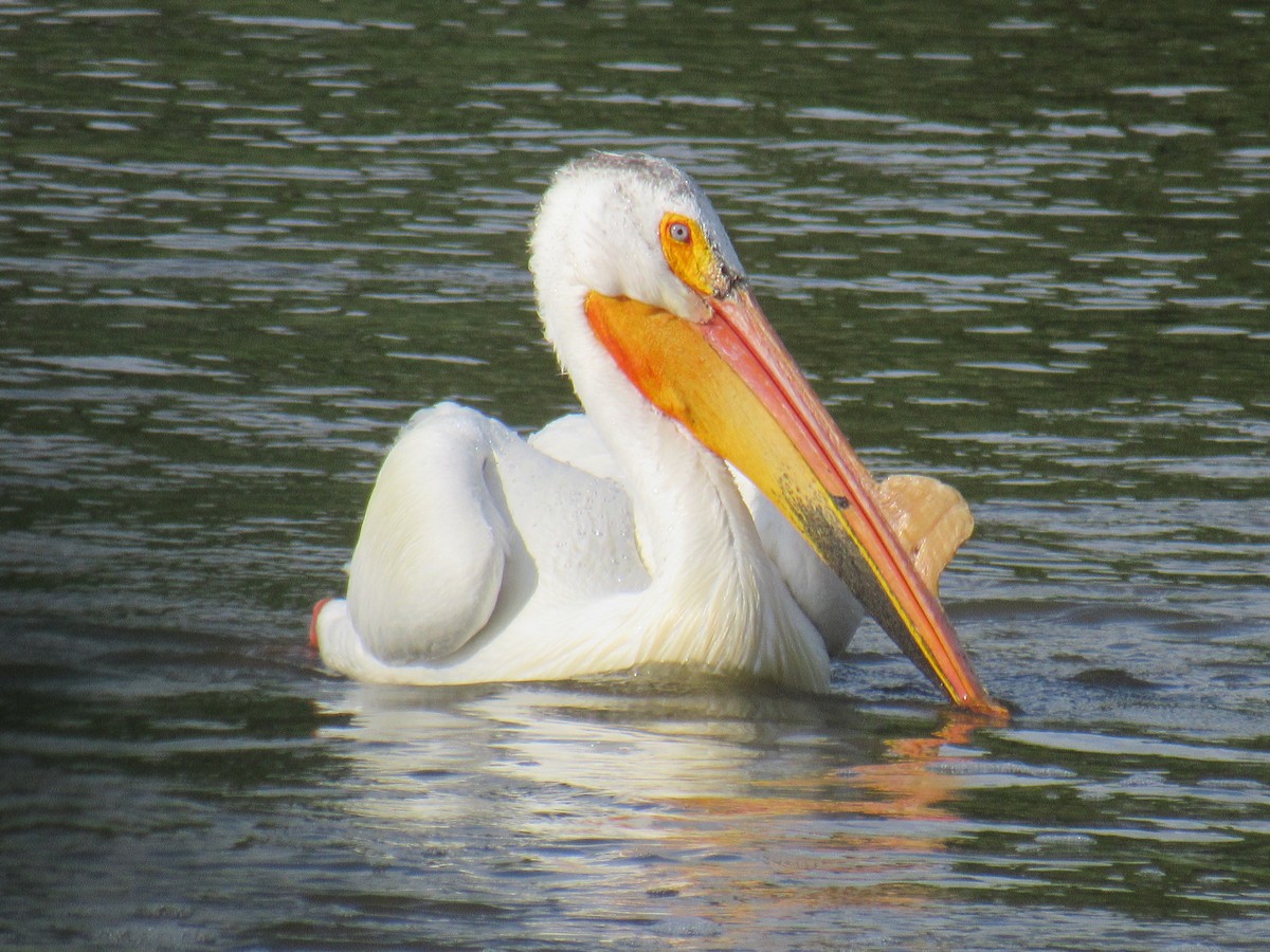pelikán severoamerický - ML584810671