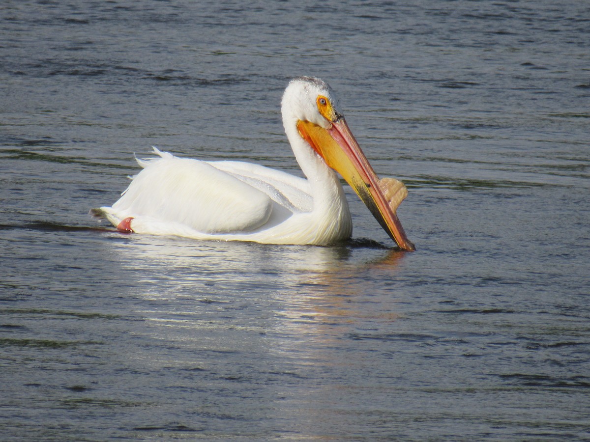 American White Pelican - ML584810681