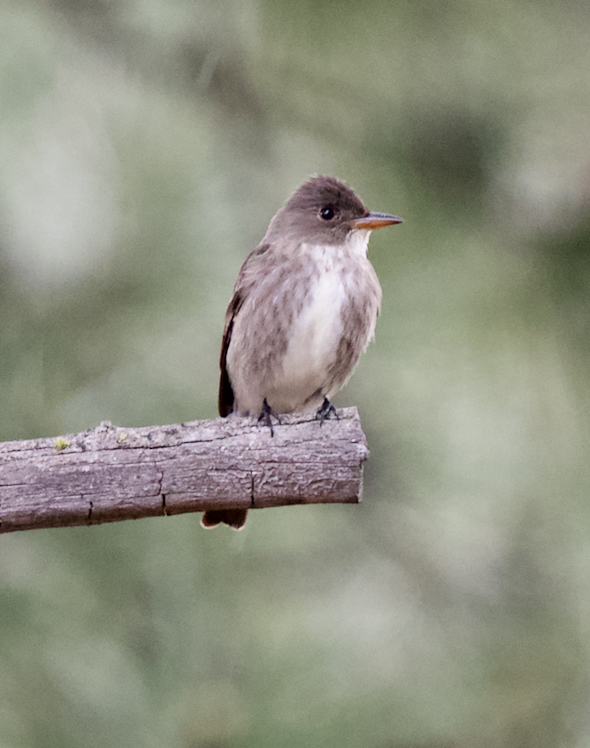 Olive-sided Flycatcher - ML584810811