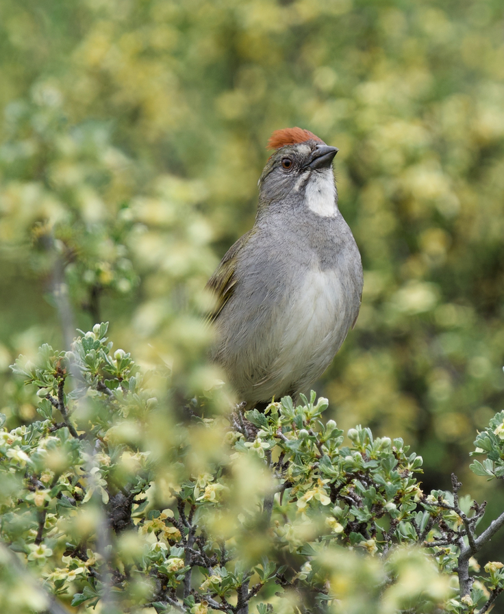 Green-tailed Towhee - ML584810941