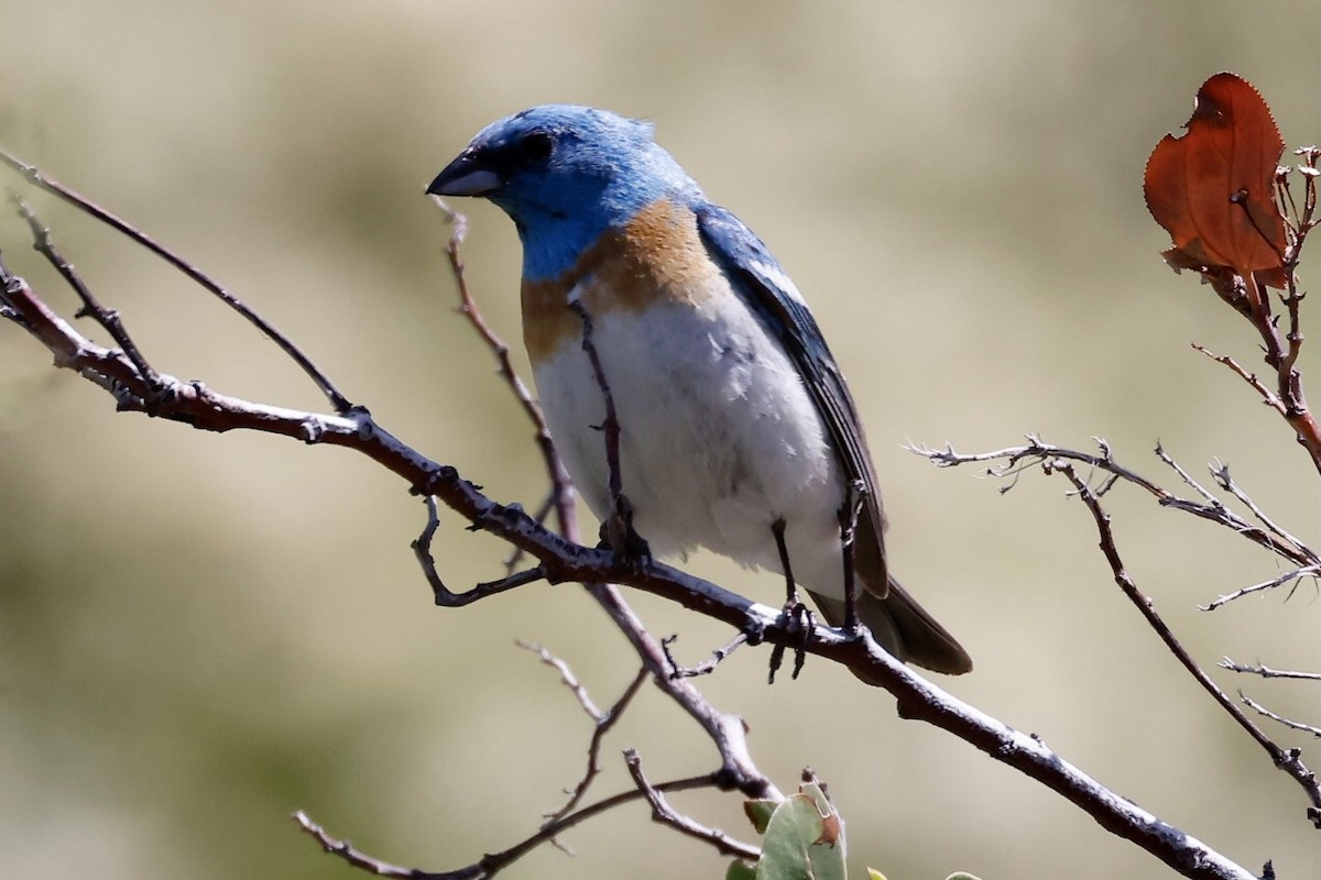 Lazuli Bunting - Bill Frey