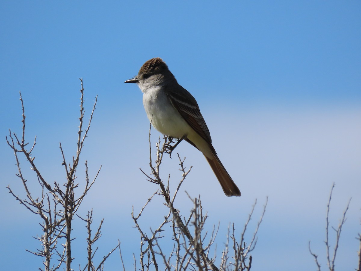 Ash-throated Flycatcher - ML584811171