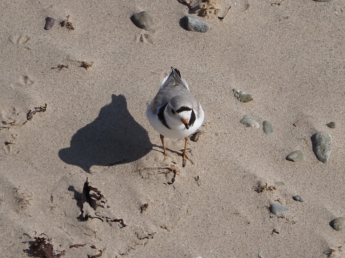 Piping Plover - ML584811231