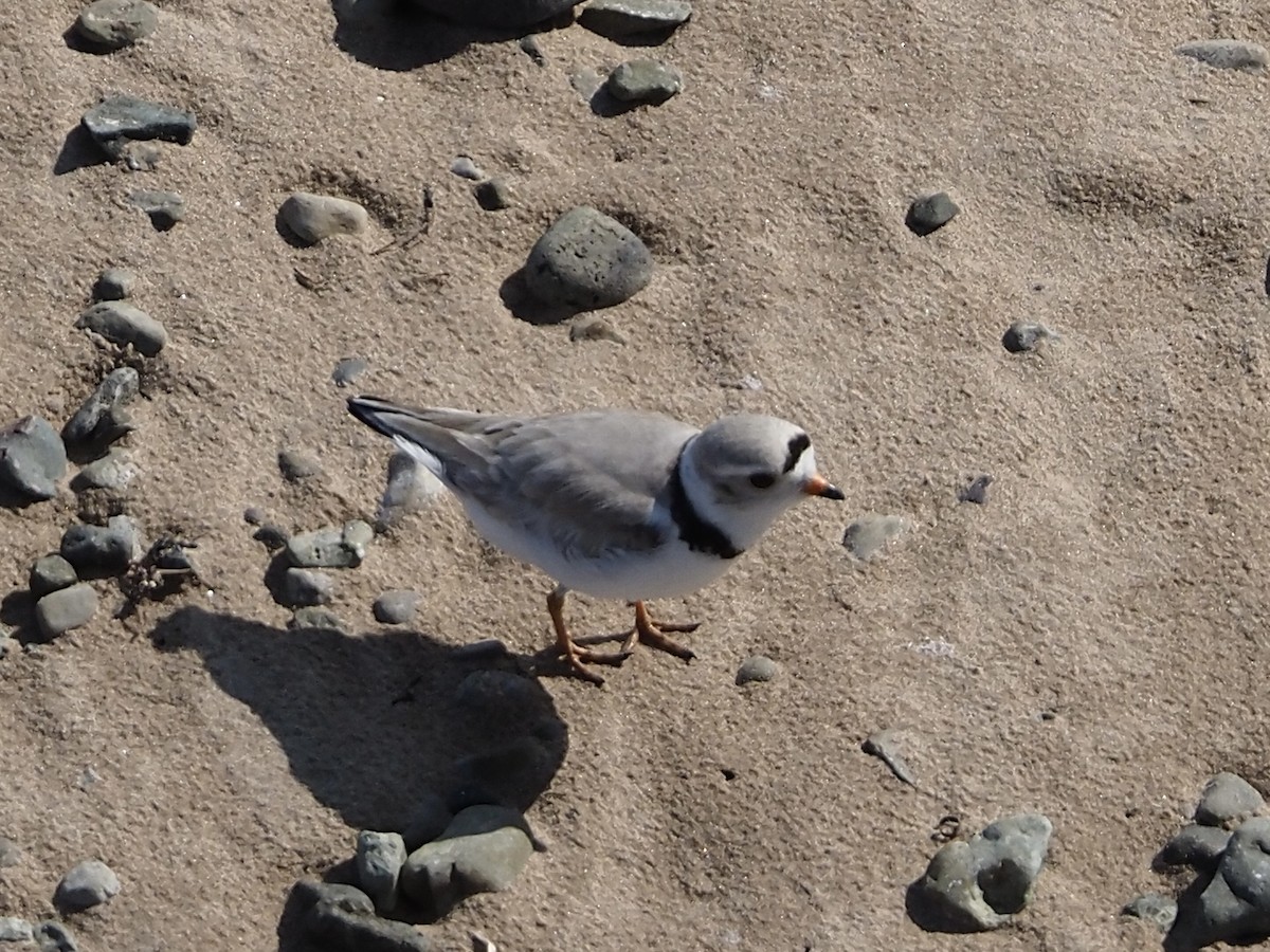 Piping Plover - ML584811241
