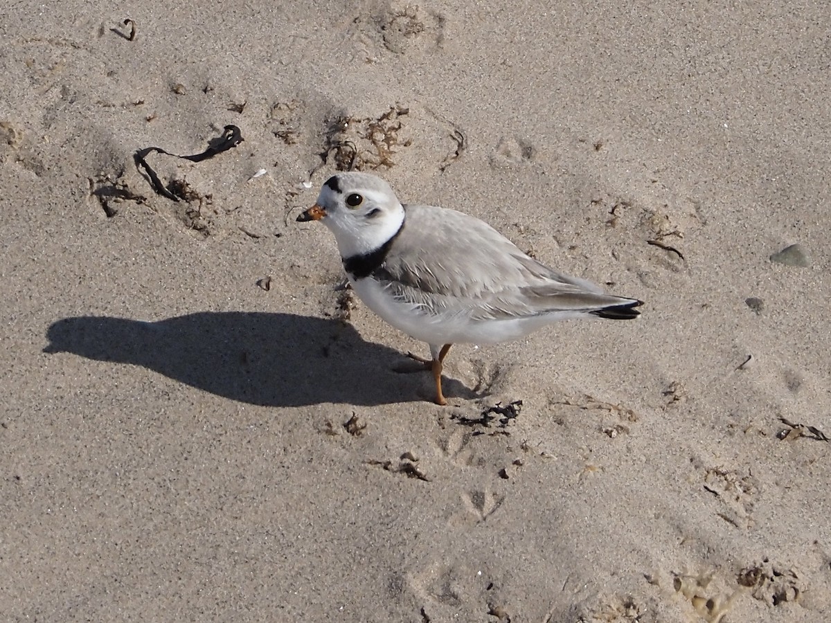 Piping Plover - ML584811251