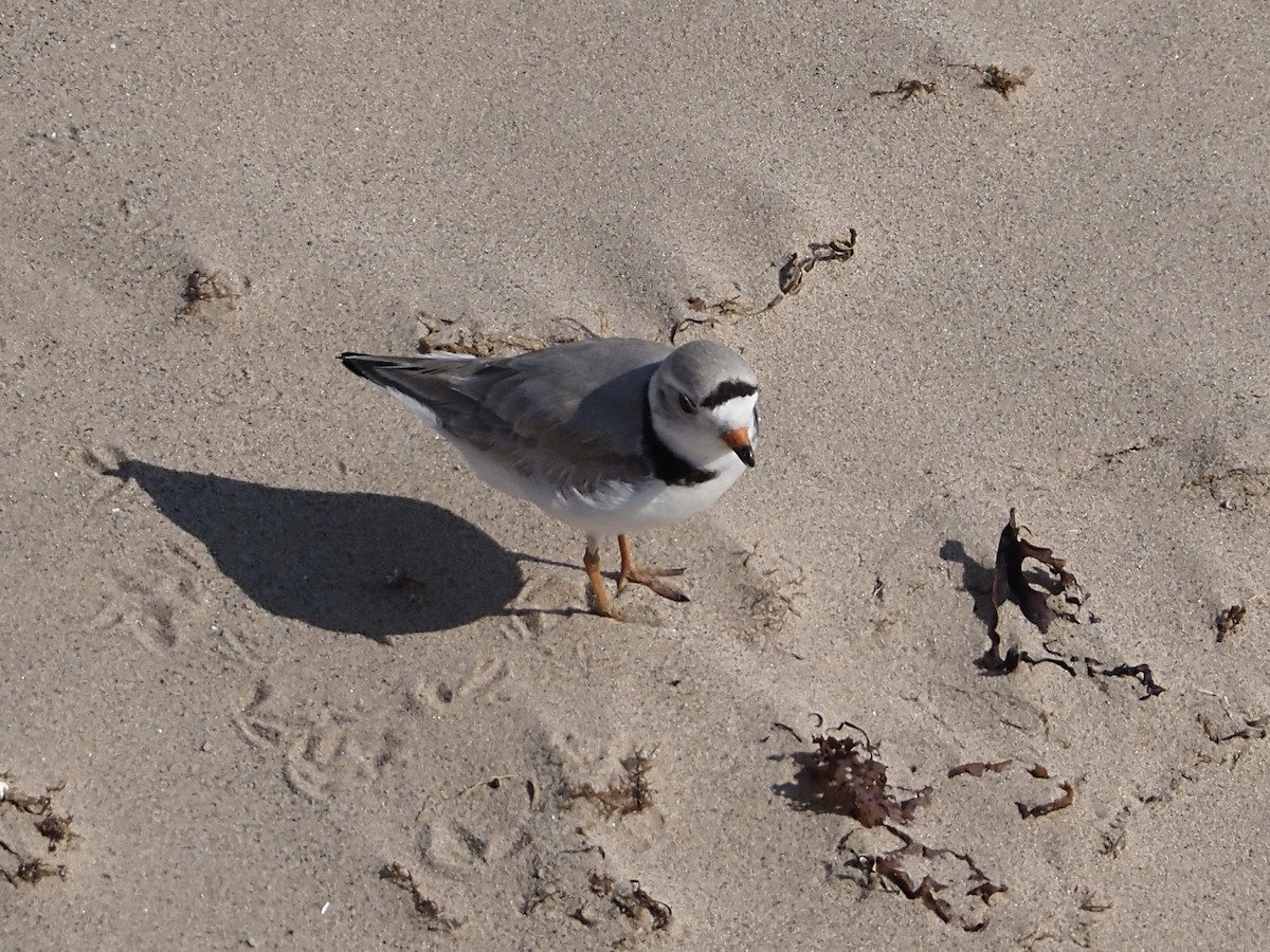 Piping Plover - ML584811261