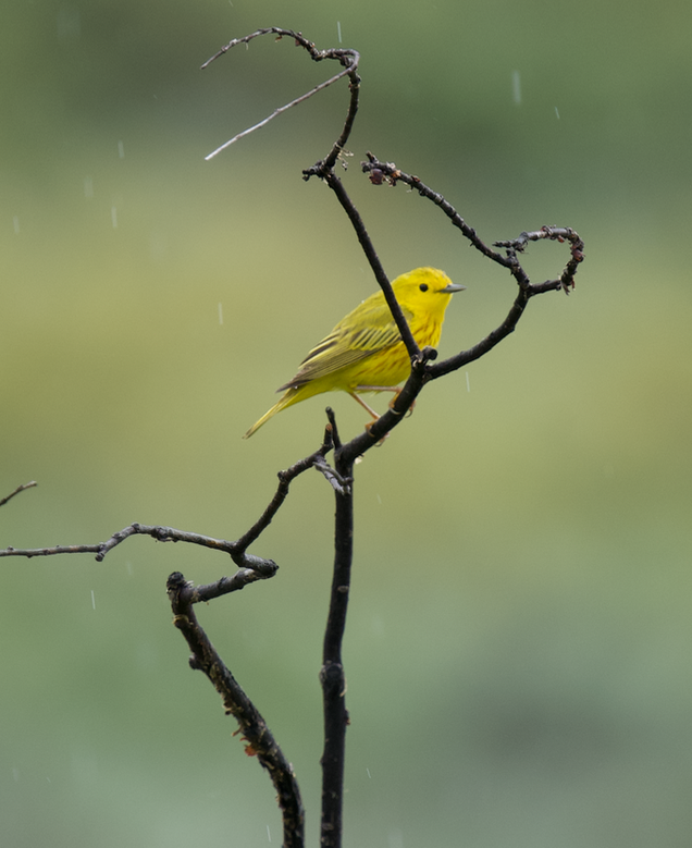 Yellow Warbler - ML584811271