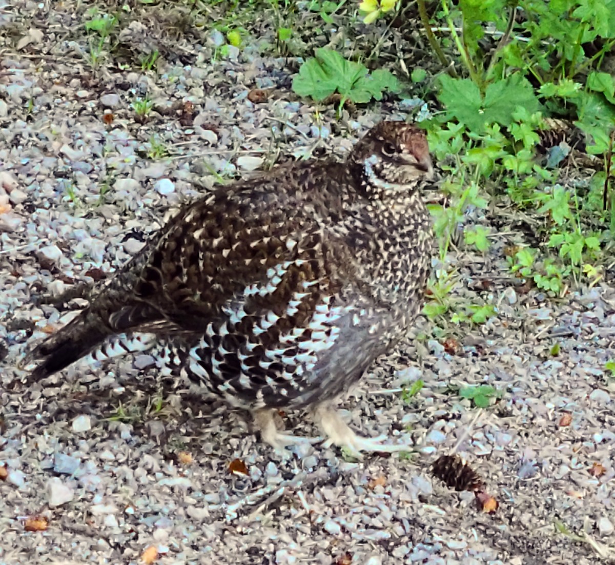 Sooty Grouse - Scott Berglund