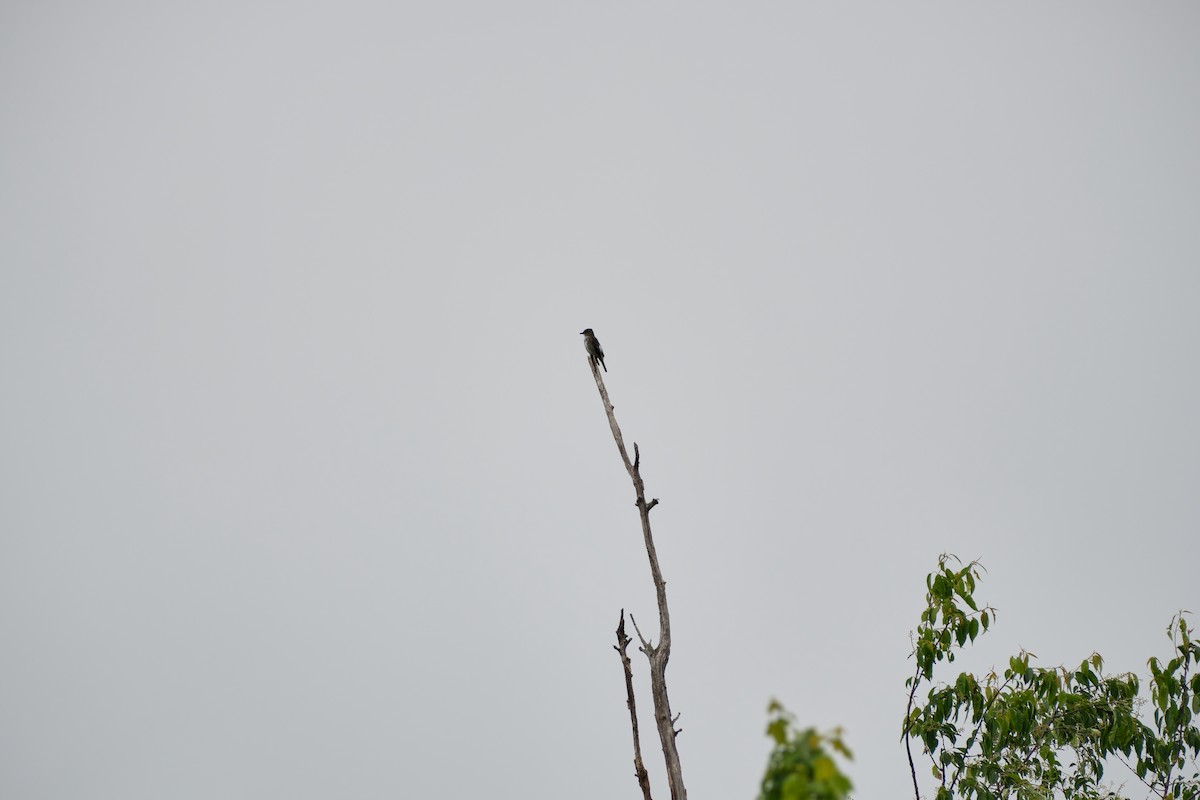 Olive-sided Flycatcher - ML584811411