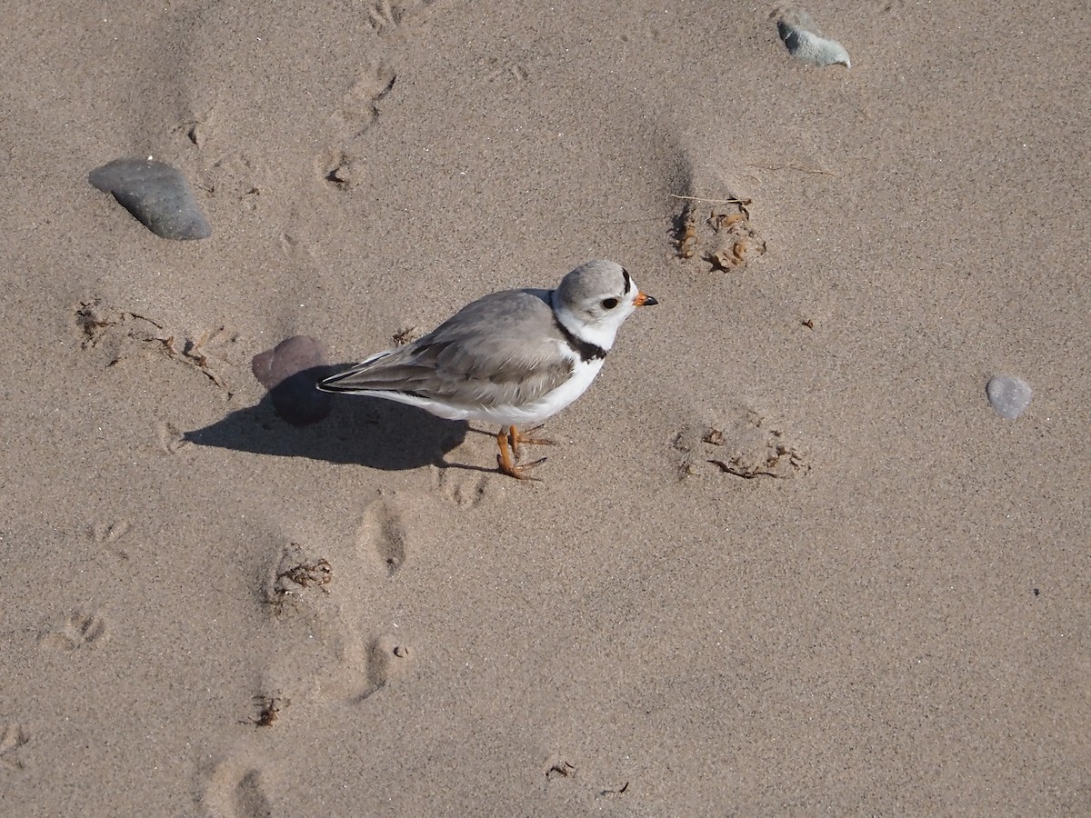 Piping Plover - ML584811871