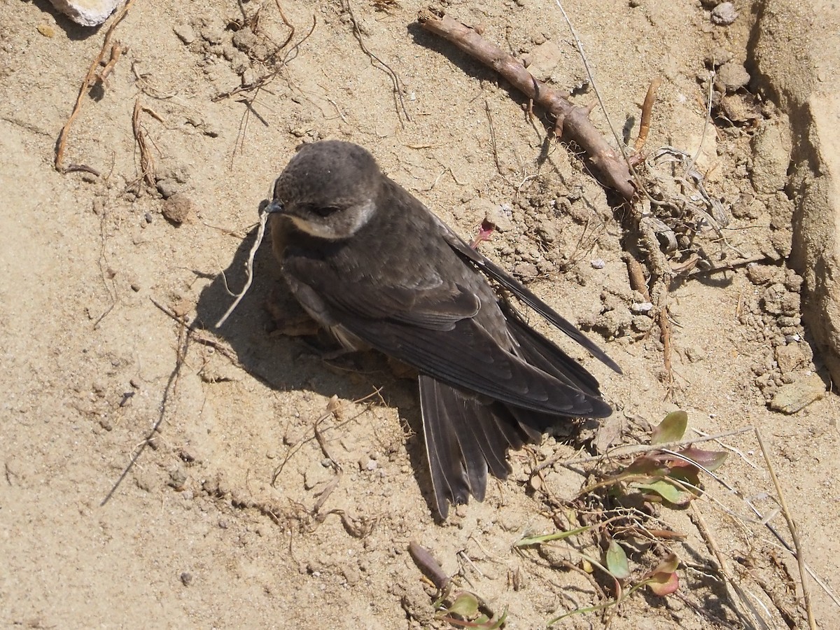 Bank Swallow - ML584812221