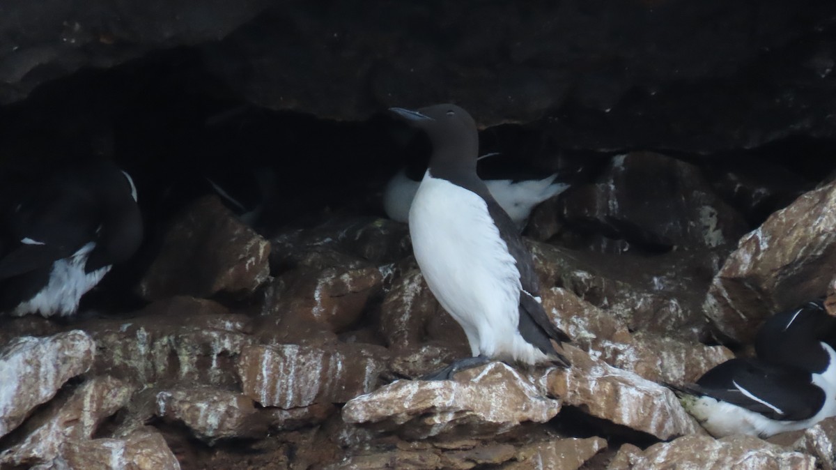 Common Murre - ML584813241