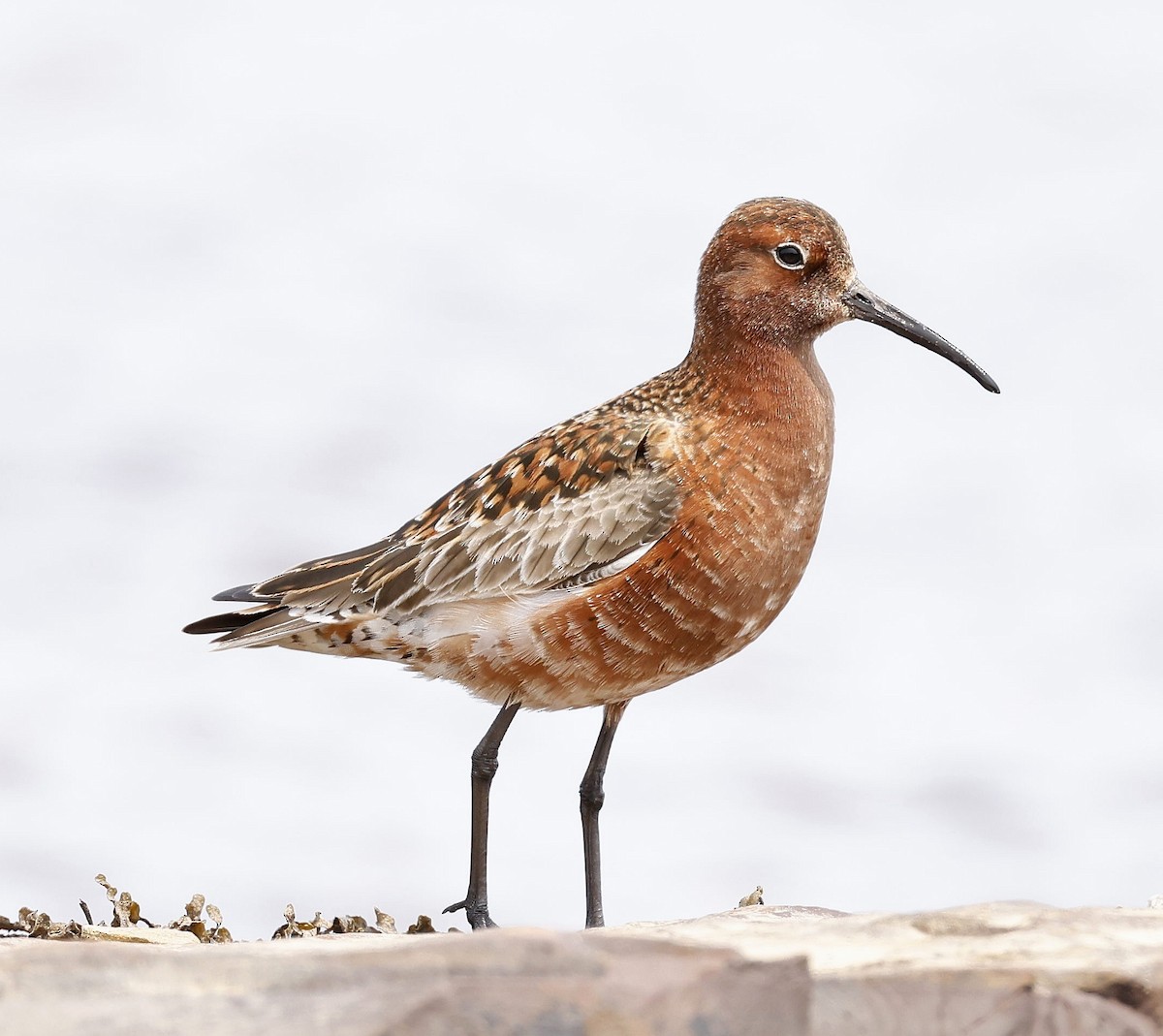 Curlew Sandpiper - ML584814611