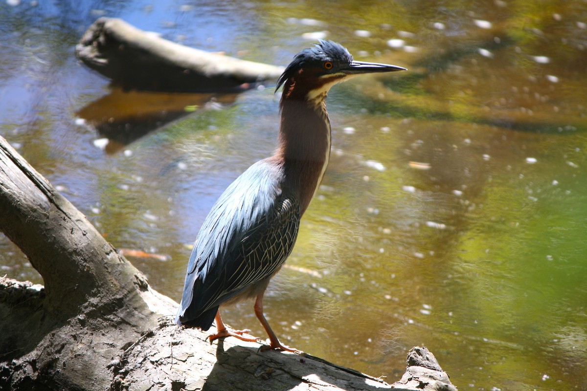 Green Heron - ML584814871