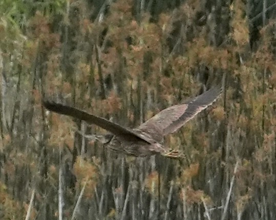 American Bittern - Don Hoechlin