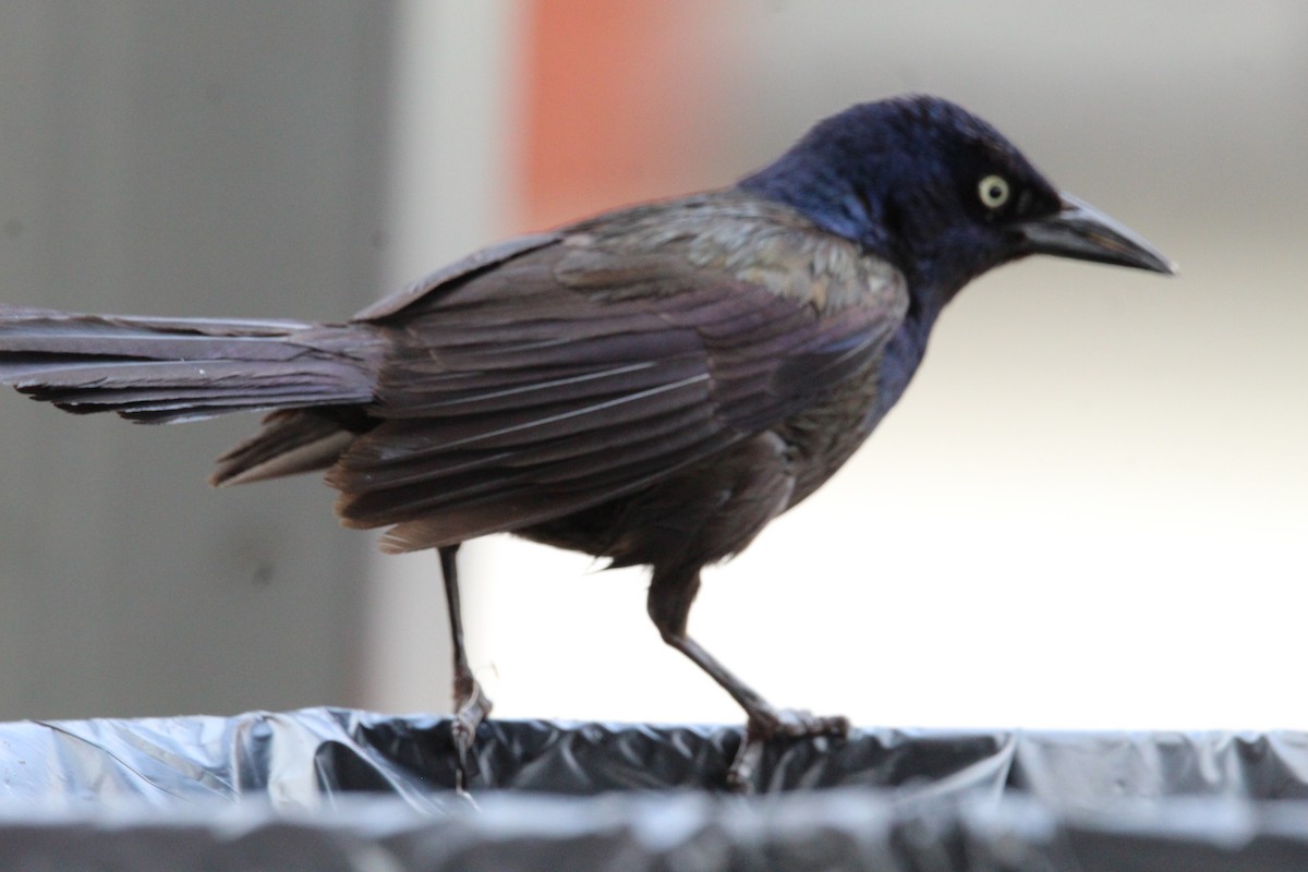 Common Grackle - ML584816191