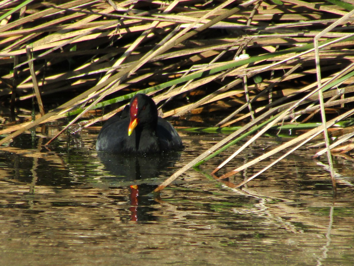 Foulque à front rouge - ML584816661