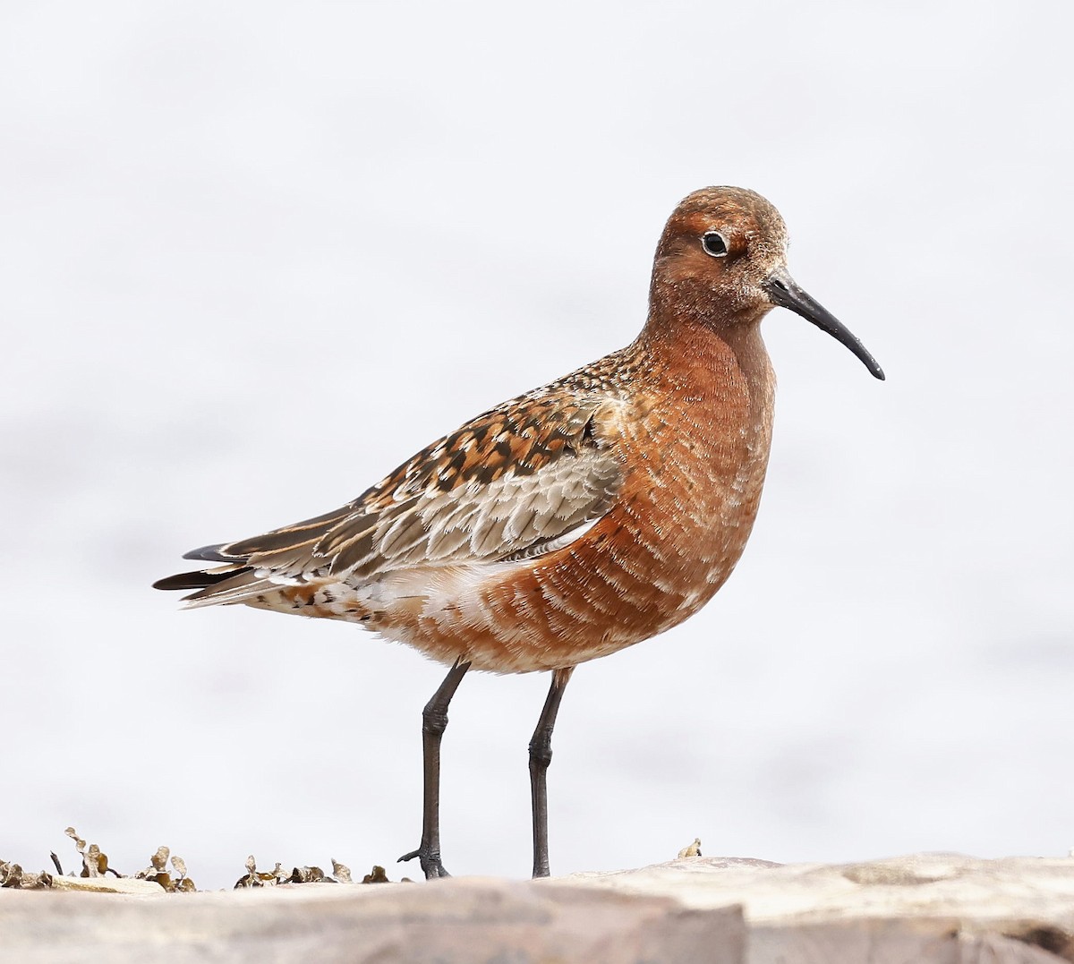 Curlew Sandpiper - ML584816911