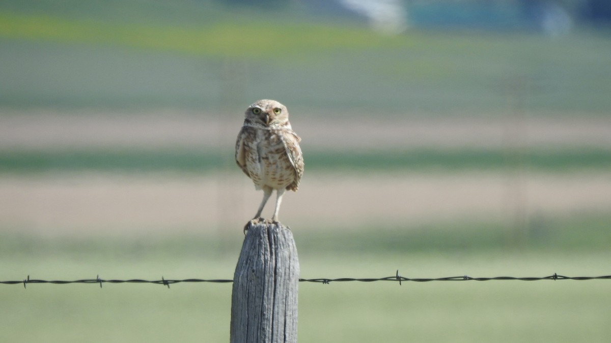 Burrowing Owl - Robert Wooley