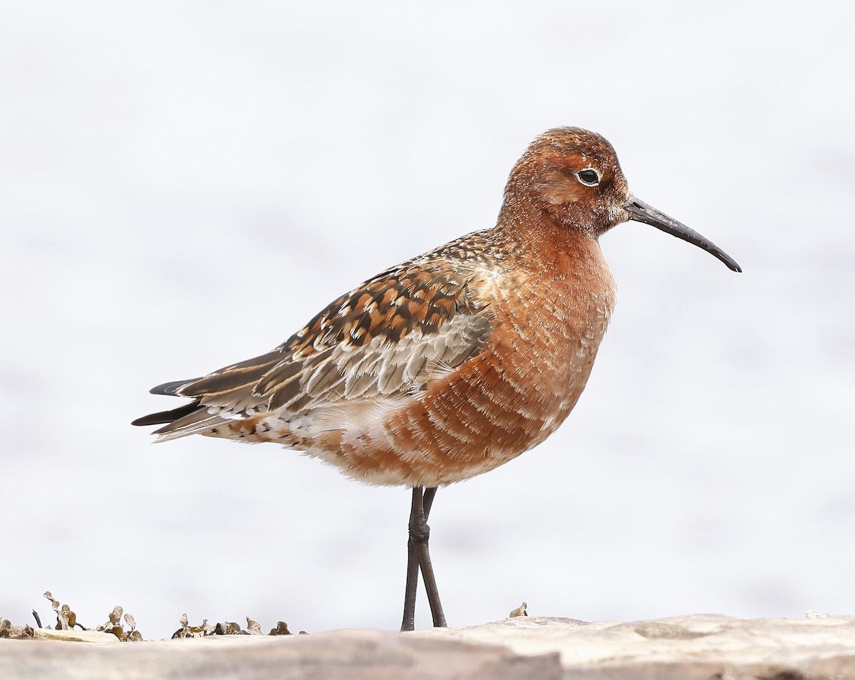 Curlew Sandpiper - ML584817761