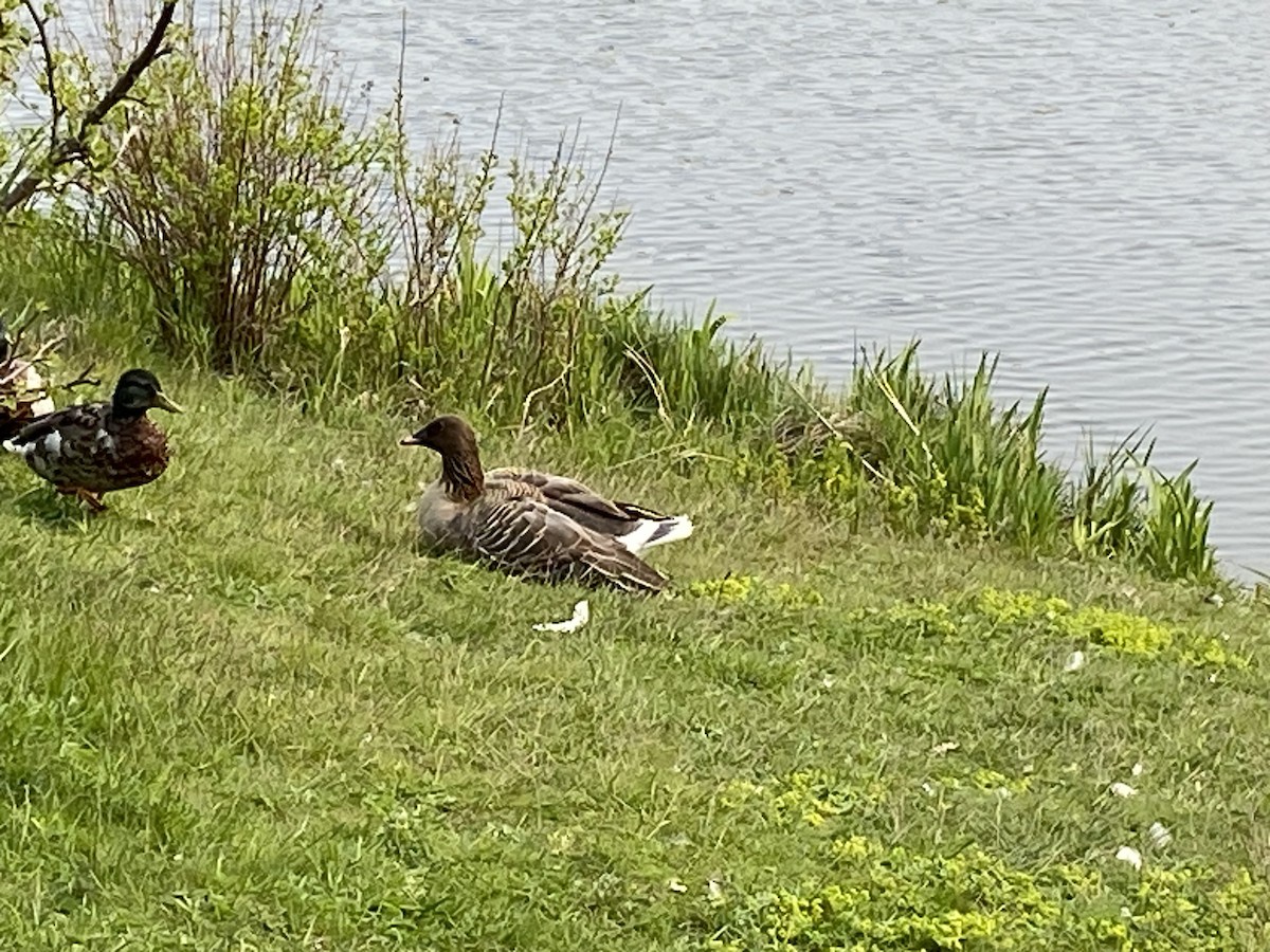 Pink-footed Goose - ML584817951