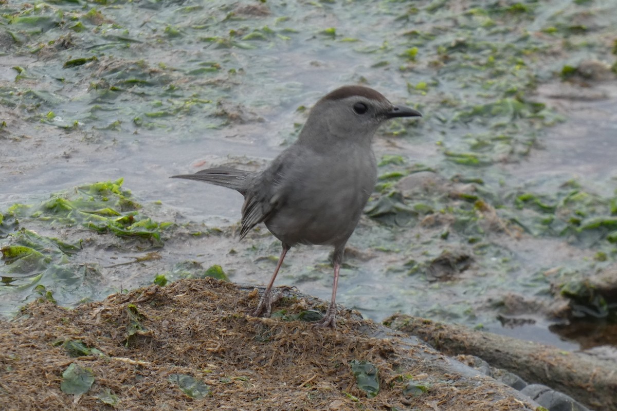 Pájaro Gato Gris - ML584818571