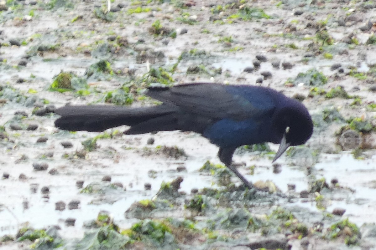 Boat-tailed Grackle - Anonymous