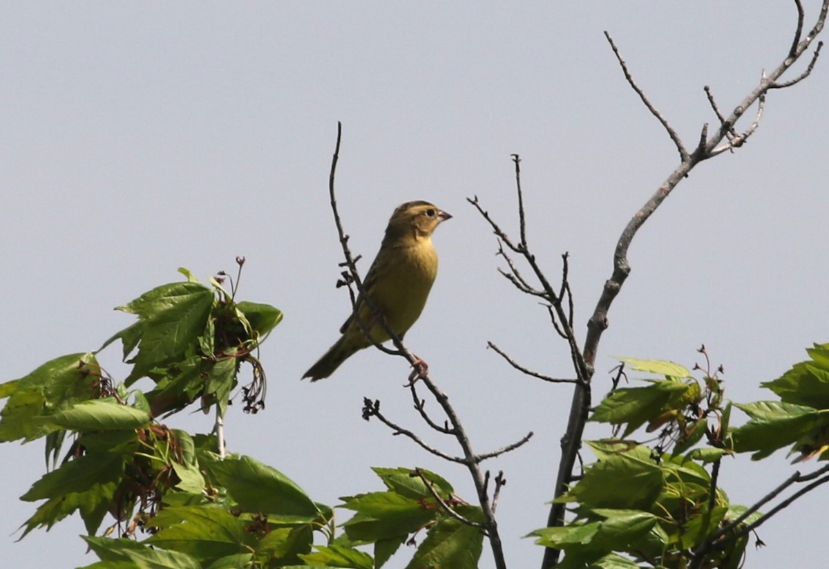 Bobolink - ML584819031