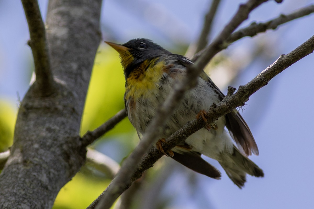 Northern Parula - ML584819261