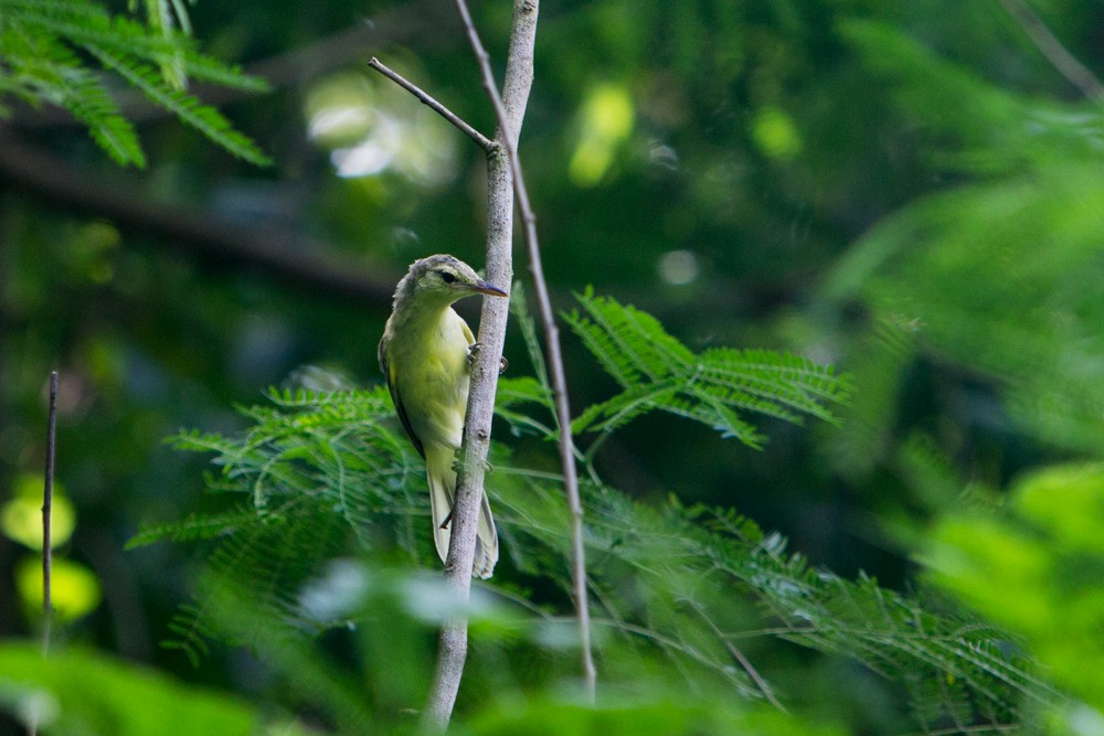 Southern Marquesan Reed Warbler - ML58482021