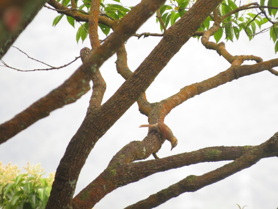 Ochre-breasted Foliage-gleaner - Guilherme Sanchez