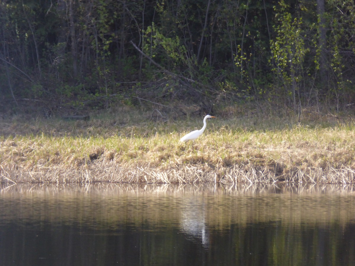 Great Egret - ML58482031