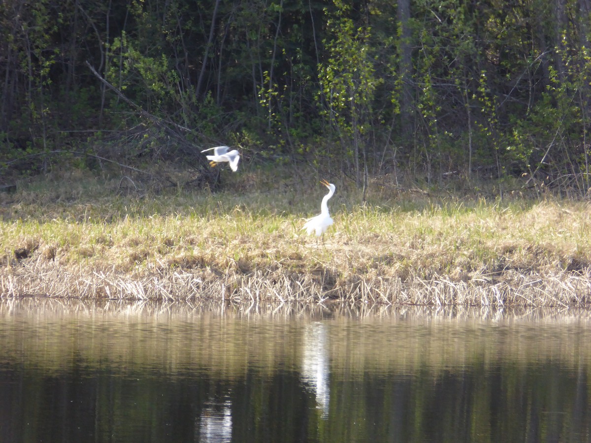 Great Egret - ML58482041